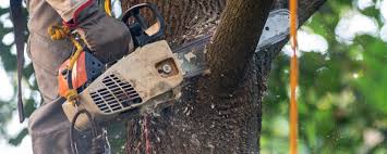 Best Tree Disease Treatment  in Lincoln, ND