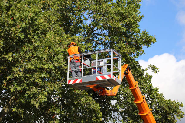 Best Tree Cabling and Bracing  in Lincoln, ND