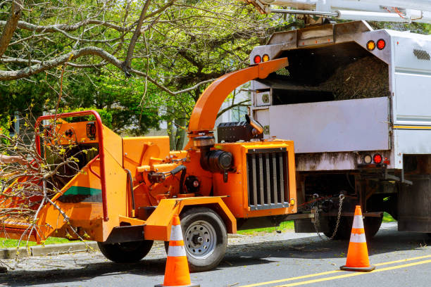 How Our Tree Care Process Works  in  Lincoln, ND