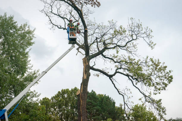 Best Storm Damage Tree Cleanup  in Lincoln, ND