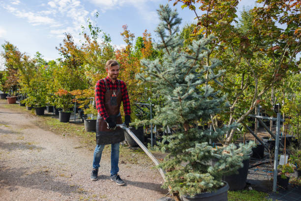 Best Tree Maintenance Programs  in Lincoln, ND