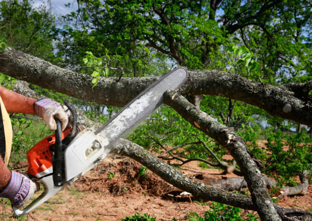 Best Emergency Tree Removal  in Lincoln, ND